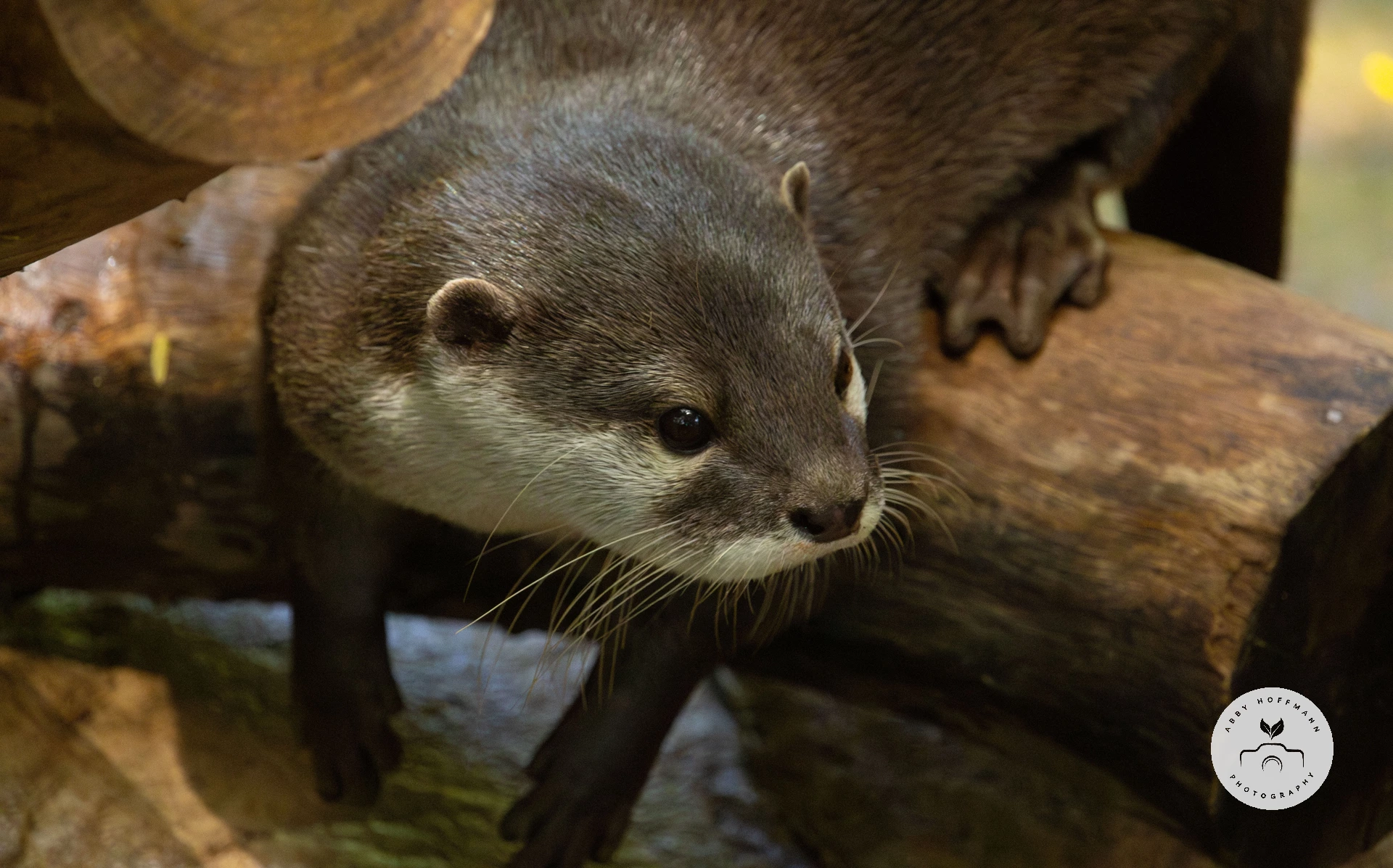 Asian small-clawed otter photograph
