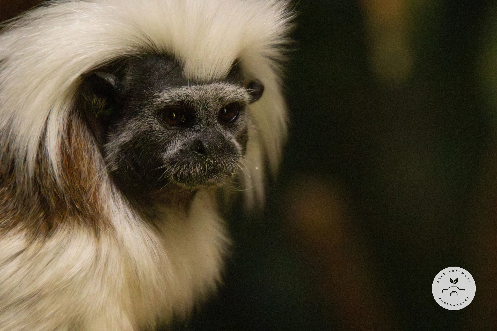 Cotton-top tamarin with babies photograph