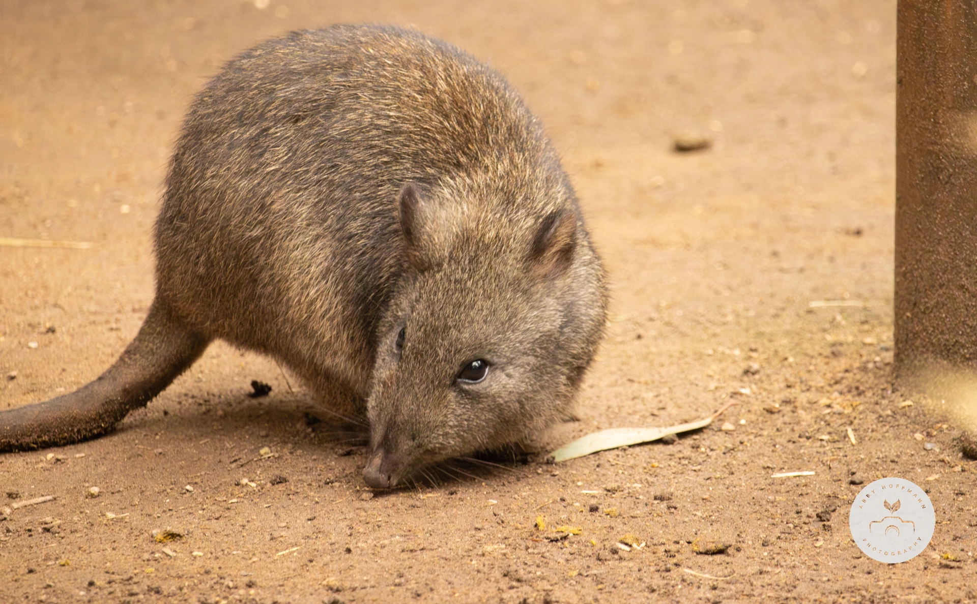 Long-nose Potoroo photograph