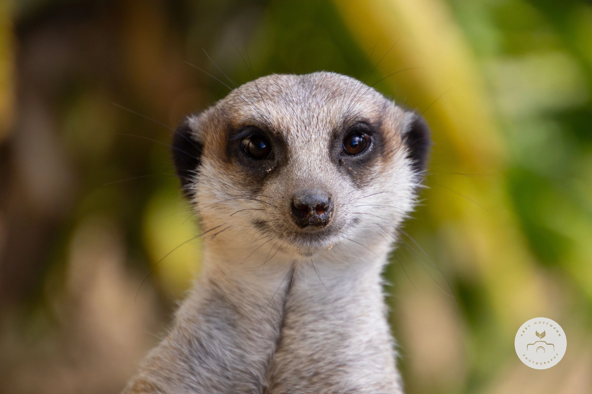 Meerkat photograph