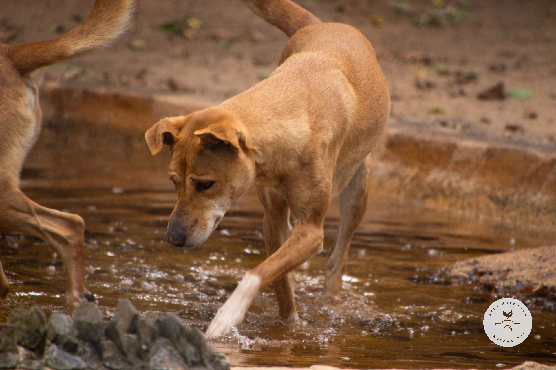 Dingo photograph