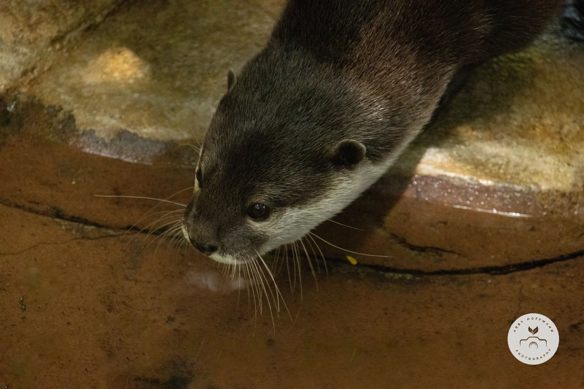 Asian small-clawed otter photograph