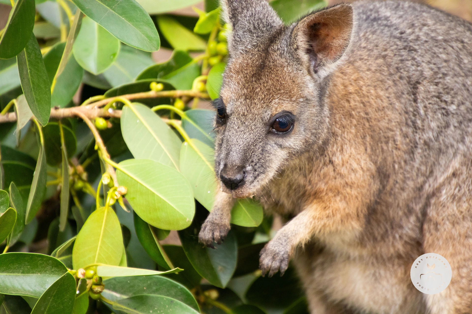 Tammar Wallaby
