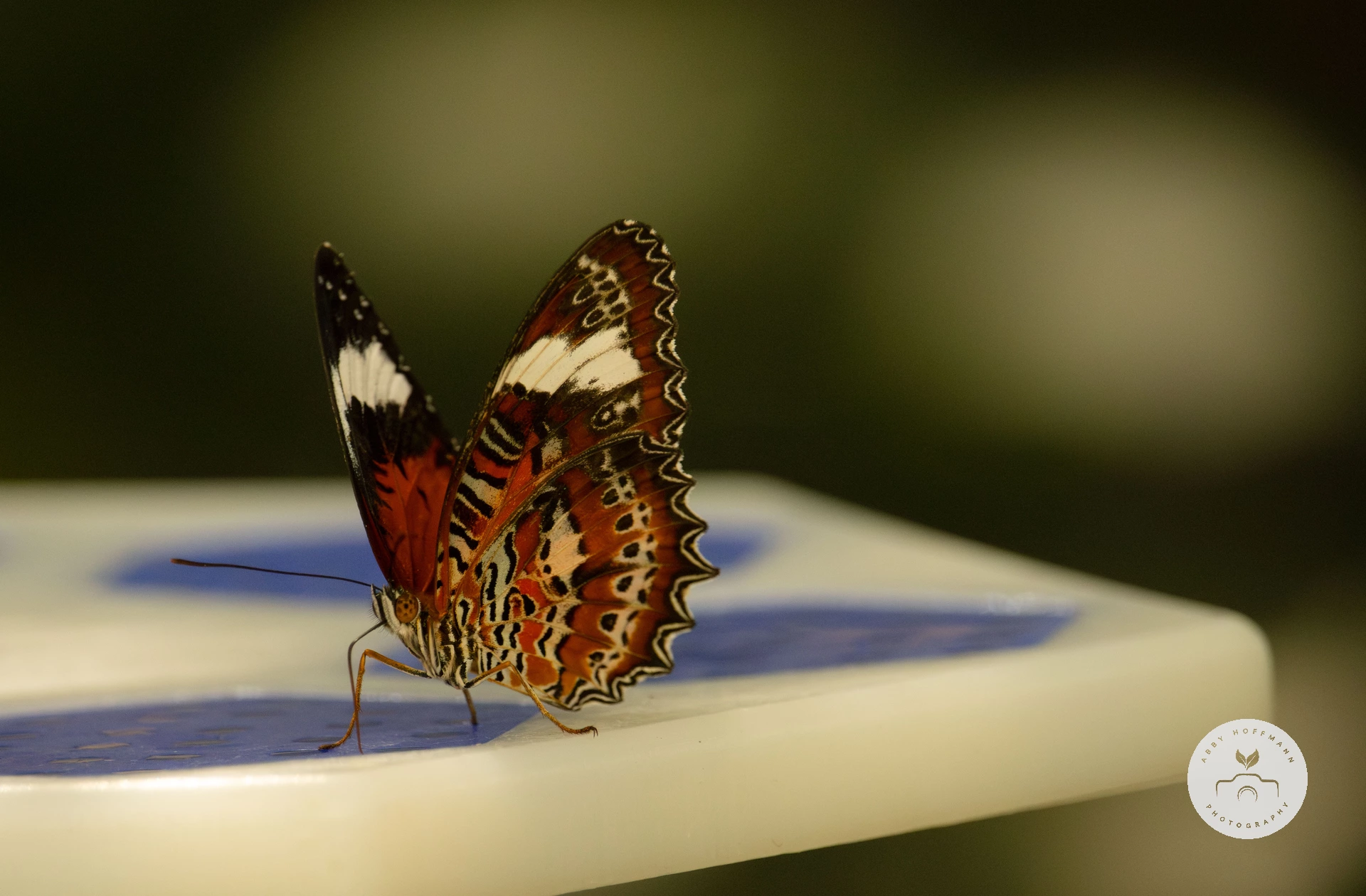 Red lacewing butterfly photograph