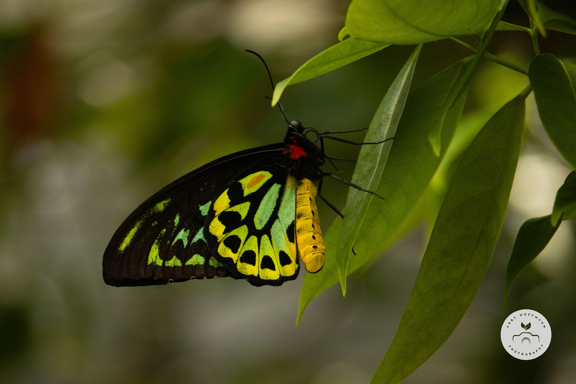 Cairns Birdwing butterfly photograph