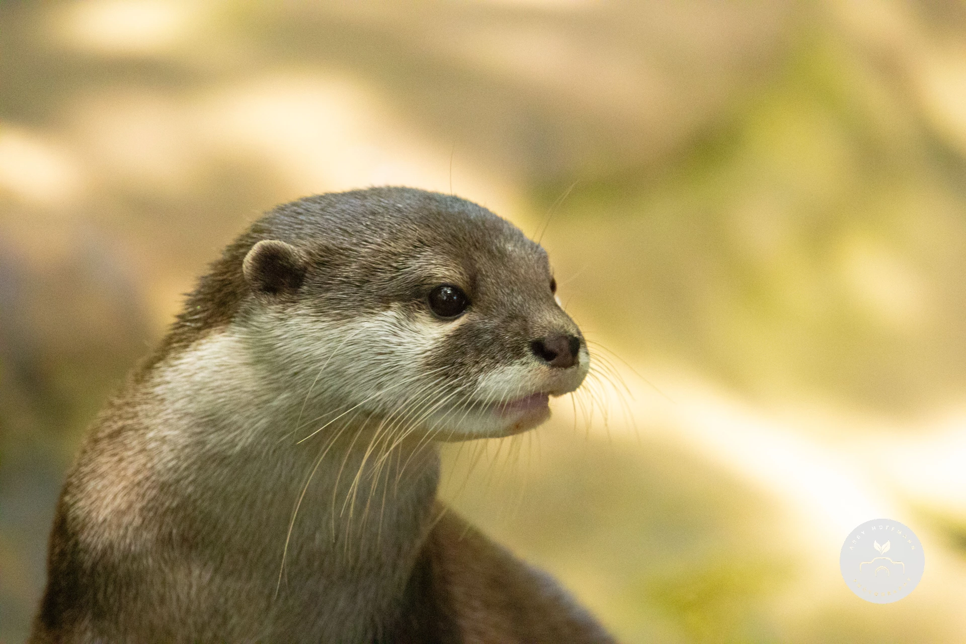 Asian small-clawed otter photograph