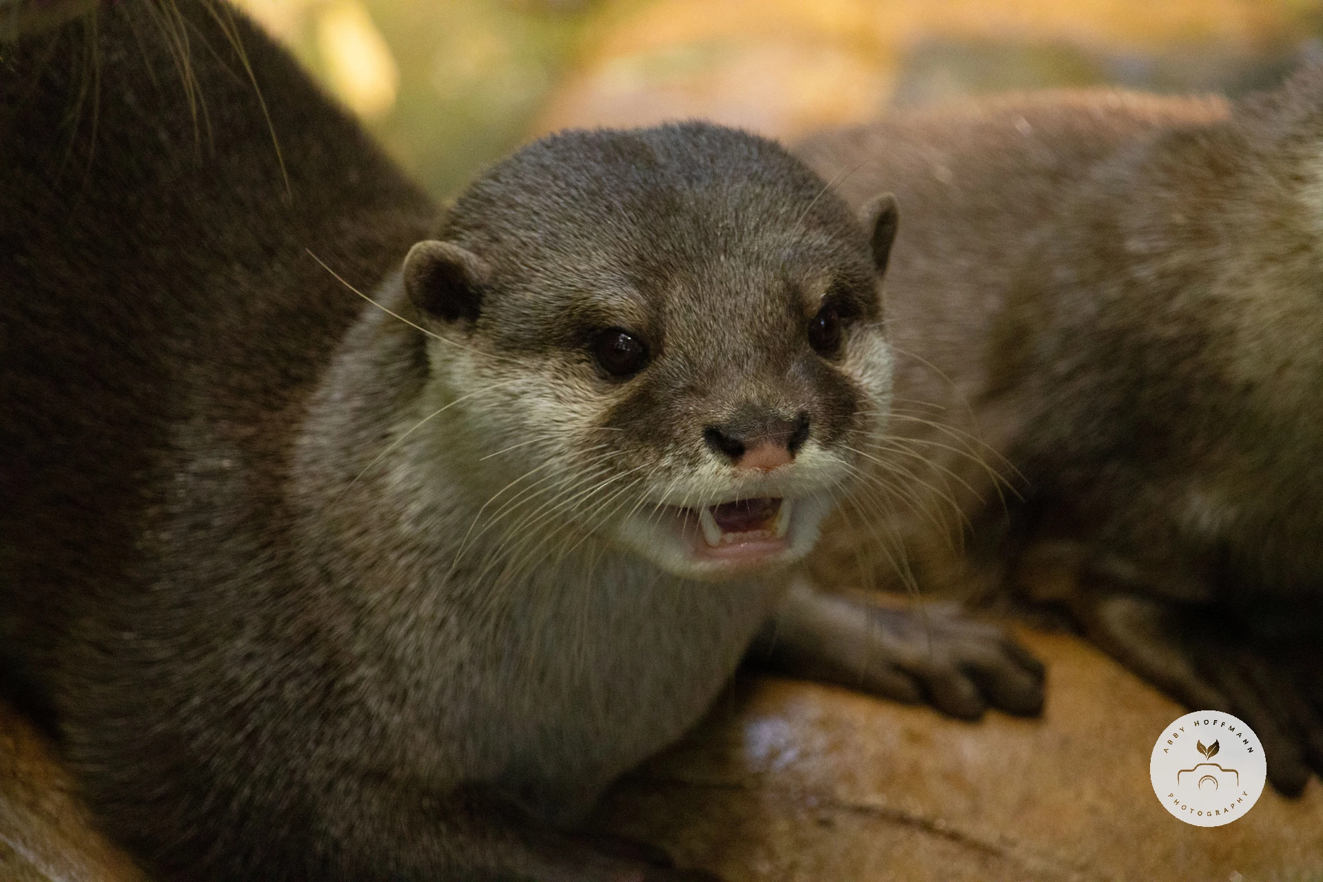 Asian small-clawed otter photograph