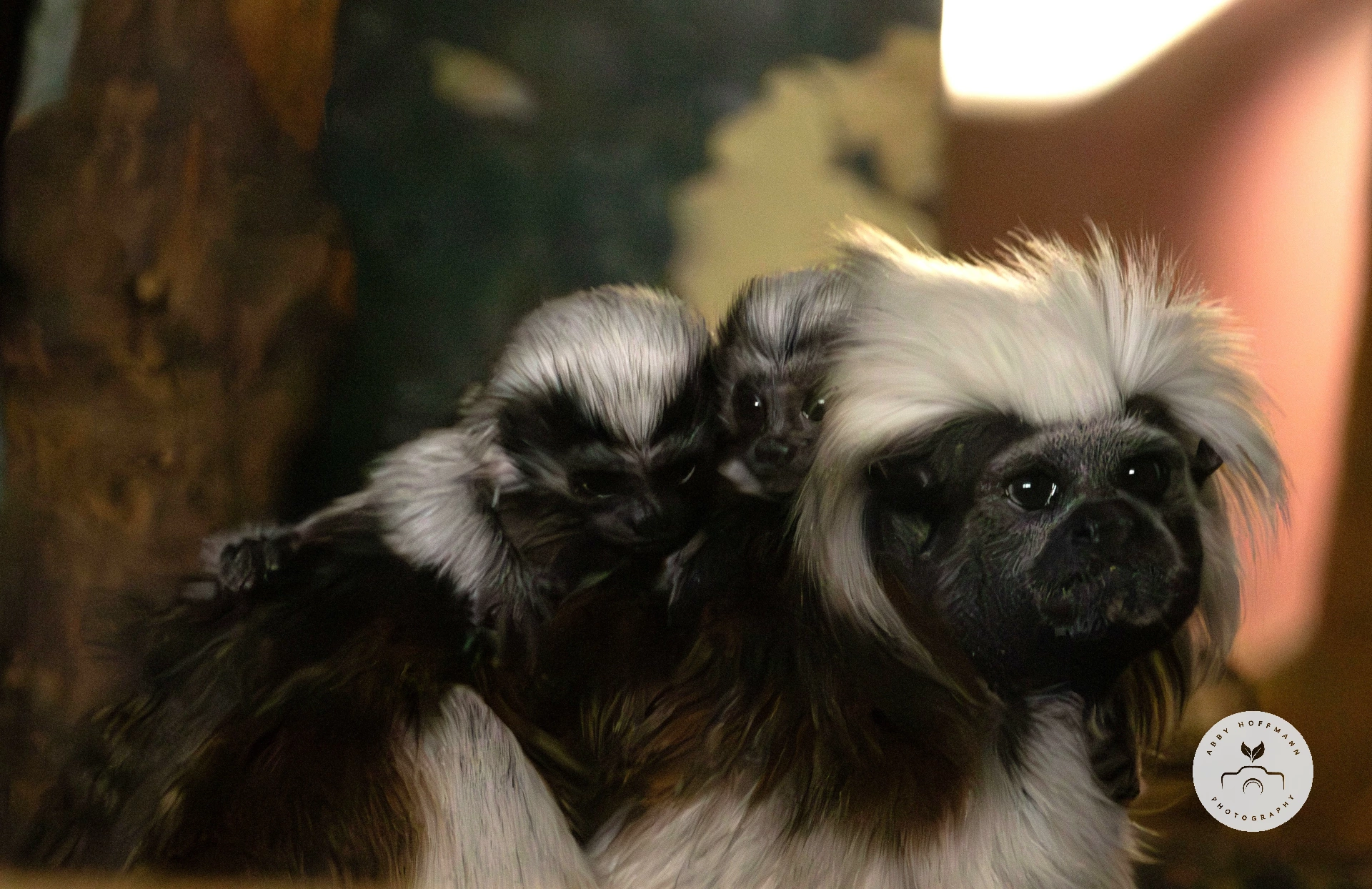 Cotton-top tamarin with babies photograph