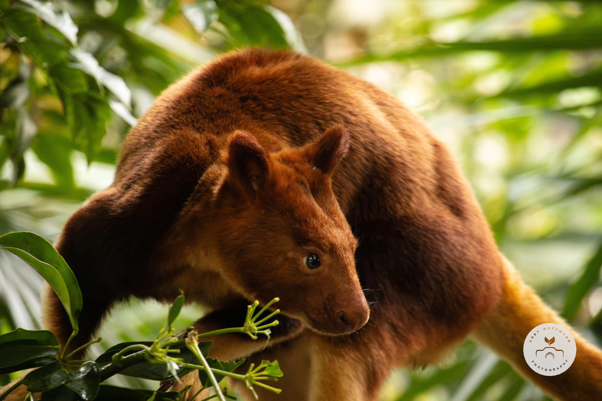 Goodfellow's tree-kangaroo