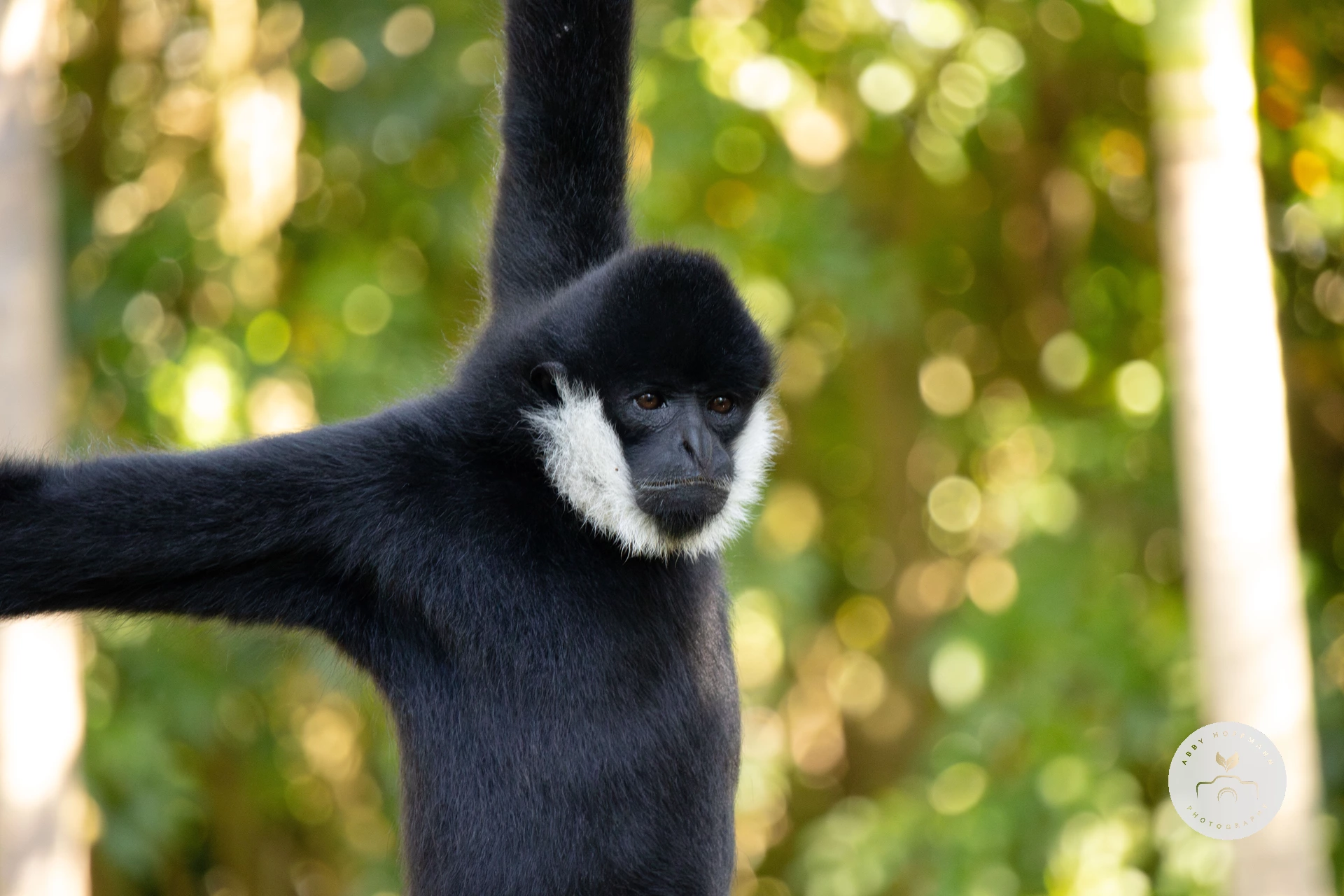 White-cheeked Gibbon photograph