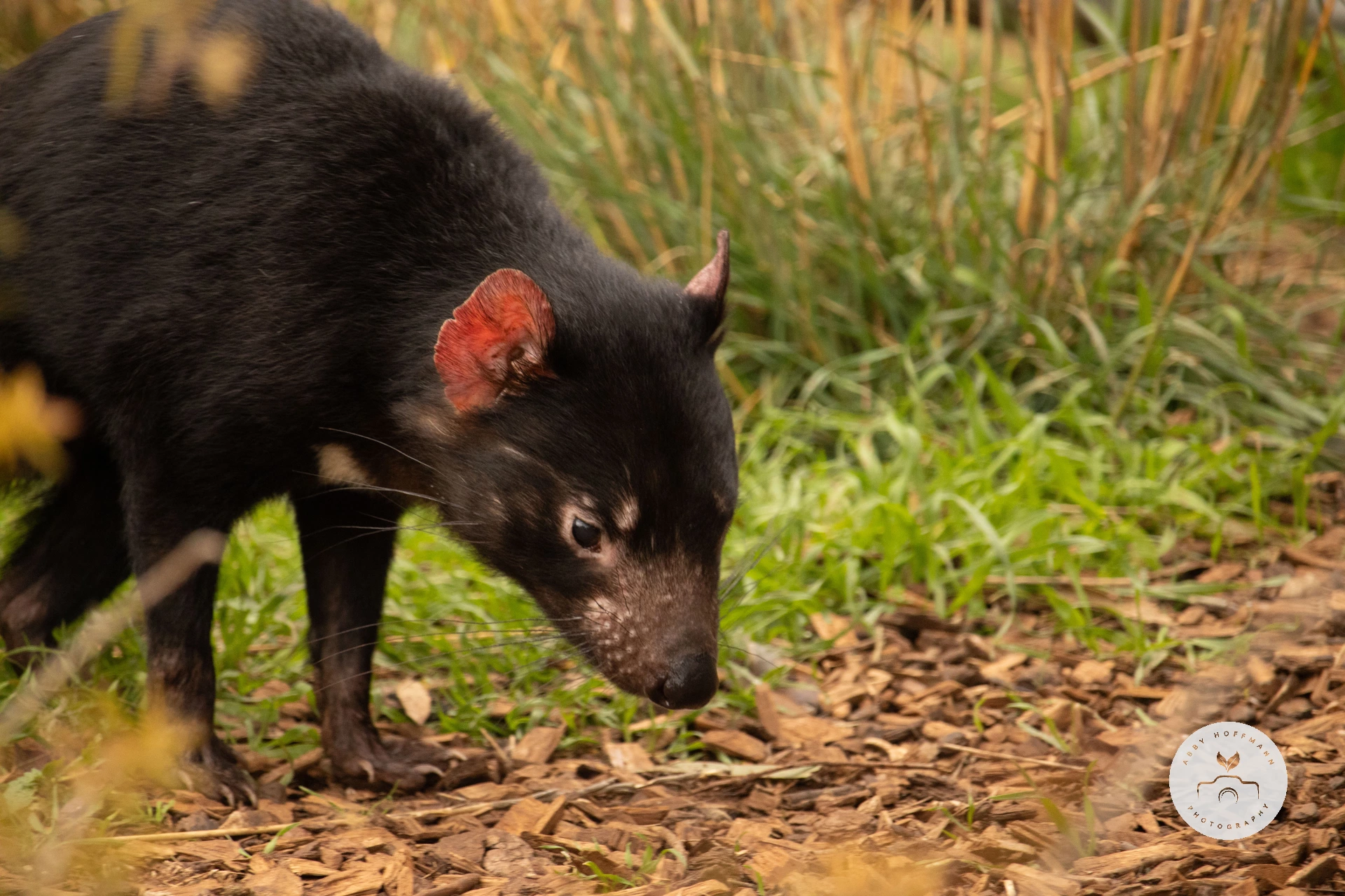 Tasmanian Devil photograph
