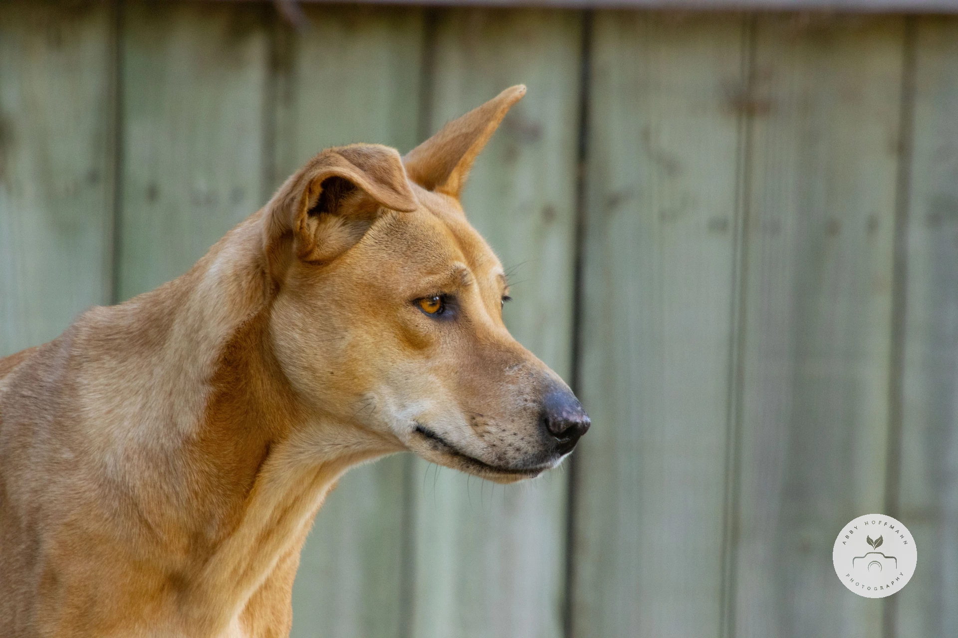 Dingo photograph
