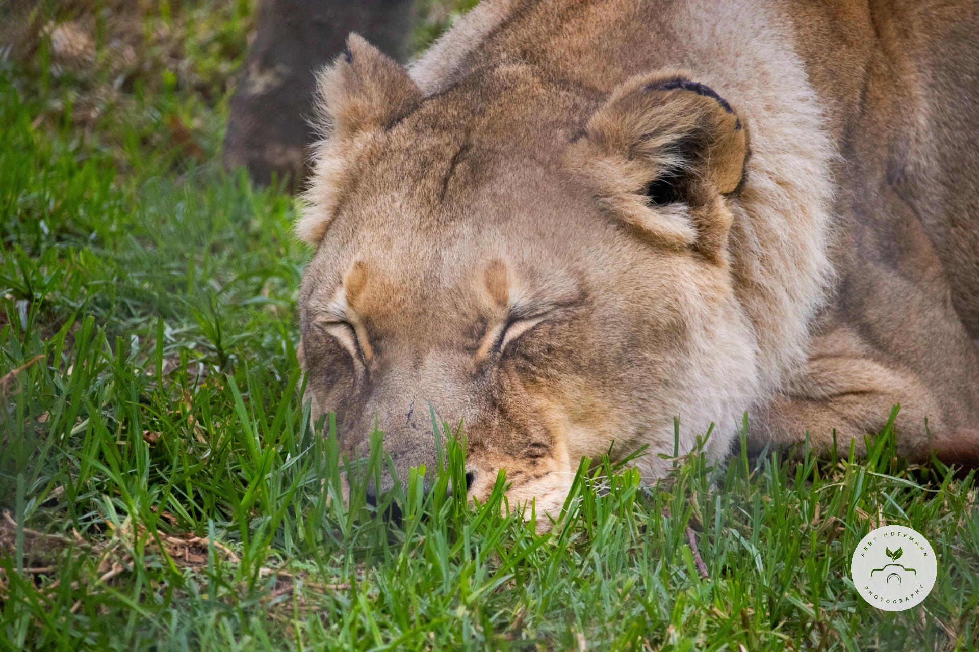 Lion sleeping photograph